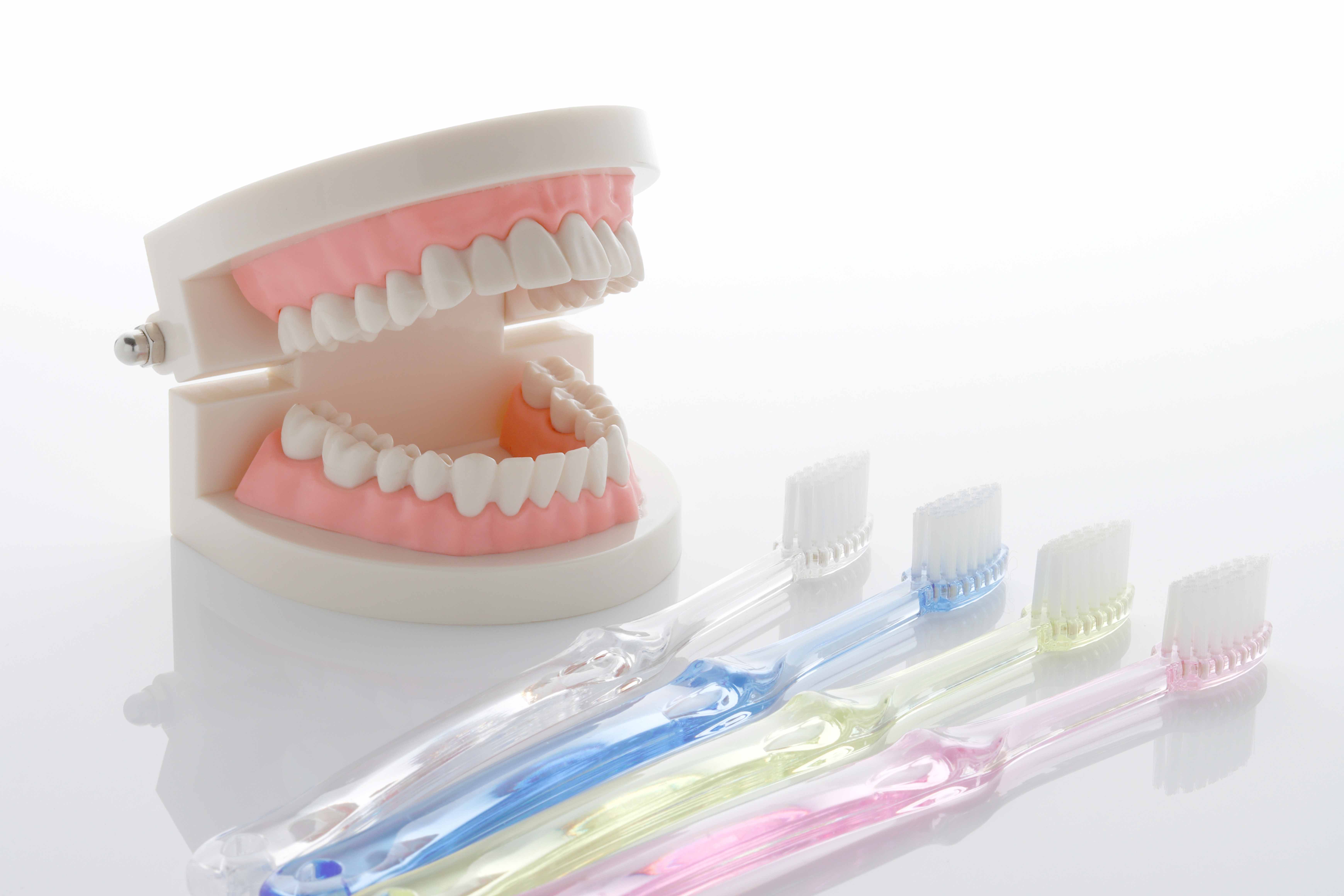 歯の模型と歯ブラシ4本が置かれている