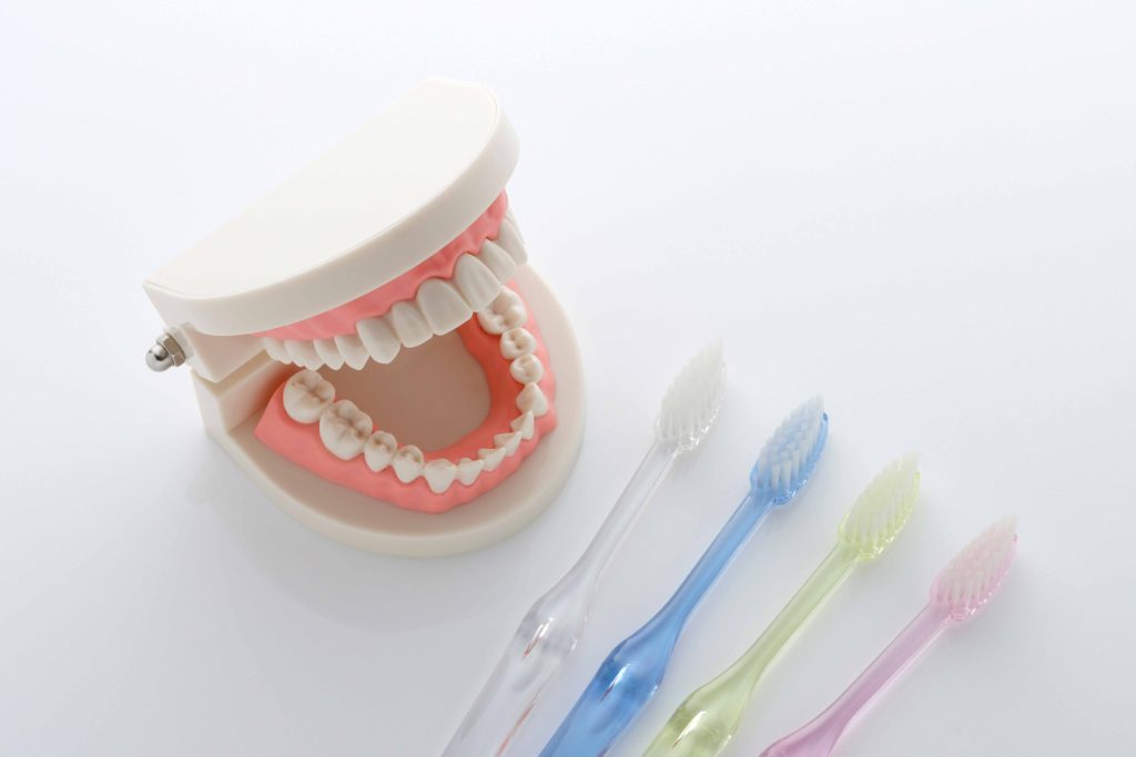 歯の模型と4本のカラフルな歯ブラシ